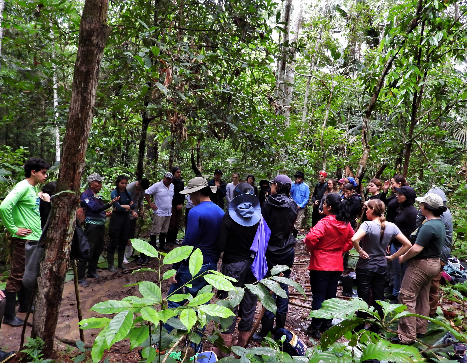 Amazonas (104) benner